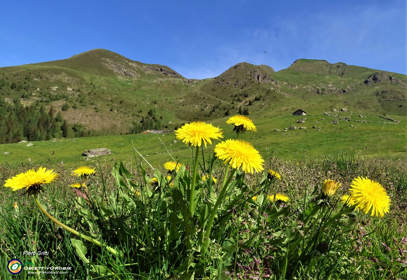 09 Fiori di tarassaco con vista sui monti del mio cammino.JPG -                                